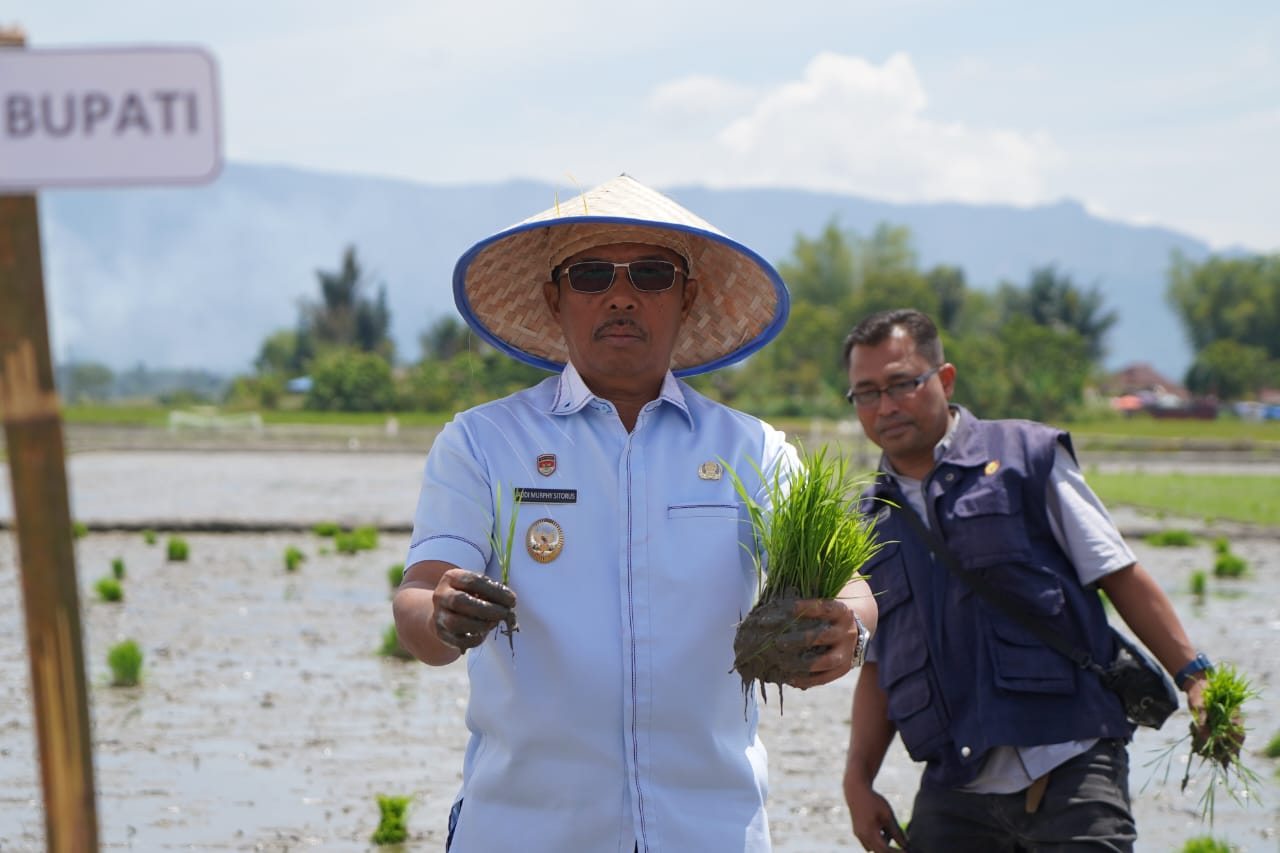 Tanam Padi Bersama di Hatulian, Wakil Bupati Toba Minta Penyuluh Serius Beri Perhatian